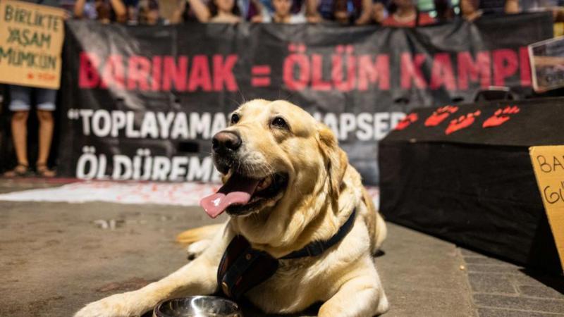 Sokak hayvanları düzenlemesi: Sahada neler yaşanıyor, taraflar ne diyor?