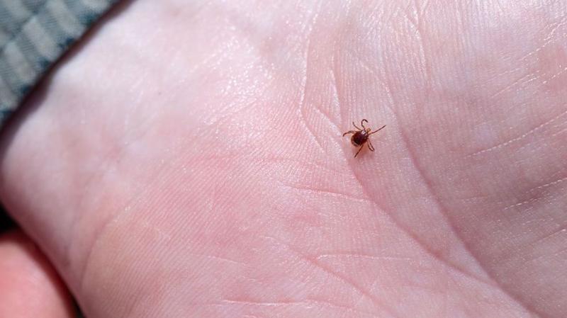 Lyme hastalığı: Kene aşısı çalışmaları ne durumda?
