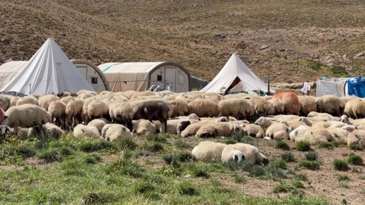 150 bin lira maaş, yemek ve yatacak yer… Tunceli’de çoban krizi bitmedi